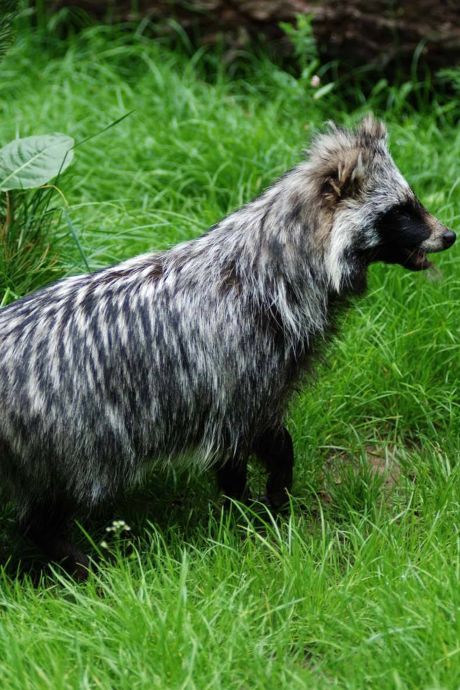 Le chien viverrin, vendu sur le marché de Wuhan, pourrait-il être à l’origine du coronavirus?