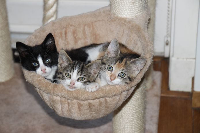Dierenasiels zitten boordevol kittens. Sterilisatie is voor veel kattenbezitters met lage inkomens te duur, met ongewenste nesten als gevolg.