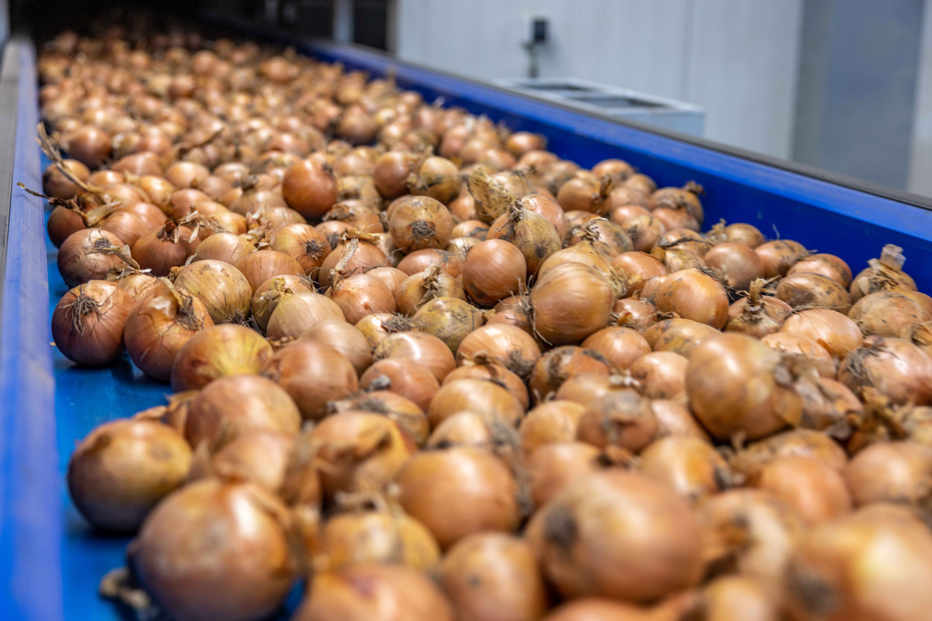 Bij het sorteren komt in de fabriek van MSP Gold geen mensenhanden meer aan te pas.