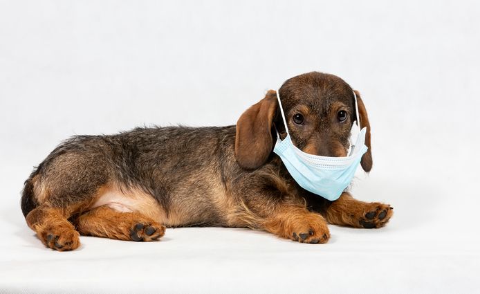 Hondenpension gratis opvang aan voor honden van baasjes met coronavirus: zorg minder voor wie wordt” | Tielt | hln.be