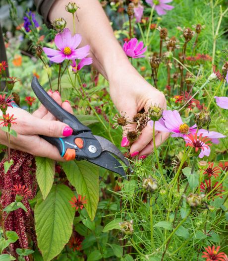 Geef je tuin een wellnesskuur: met deze tips help je planten er weer bovenop