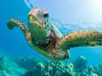 En Guyane, la lutte anti-braconnage fait le bonheur des tortues marines
