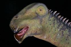 Des paléontologues américains dévoilent un étrange dinosaure, Sciences