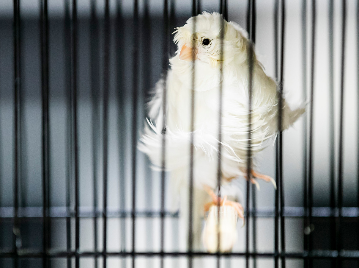 Mogen vogels straks niet meer in kooitjes worden gehouden?
