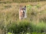 Wandelaars filmen opnieuw 'niet schuwe' wolf op Veluwe