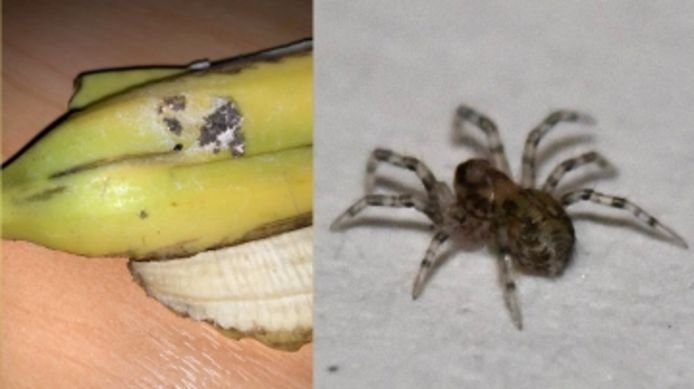 Elle était dans un carton de bananes: une araignée des Antilles