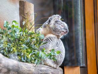 Eerste koala’s in Nederland krijgen klimbomen met verwarming: ‘Ze slapen ongeveer twintig uur per dag’ 