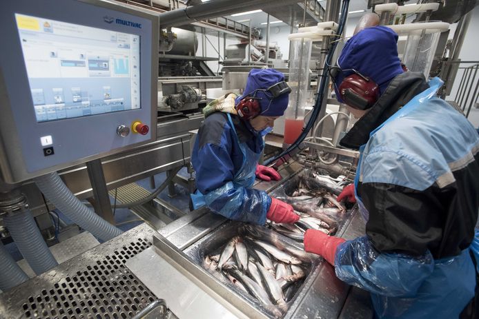 Het productieproces van de Hollandse Nieuwe in Noorwegen. Verwerking van de haring in de visfabriek.