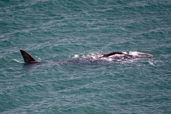 De mensen in Wellington zijn door het dolle heen dat er opnieuw een walvis in ‘hun’ haven zwemt.