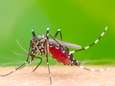 Florida wil 750 miljoen genetisch gemodificeerde muggen loslaten