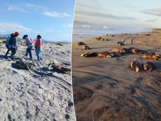 Honderden dode schildpadden aangetroffen op Mexicaans strand
