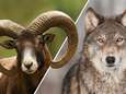 Wie heeft de oudste rechten in park De Hoge Veluwe: wolf of moeflon? Zo denken onze lezers er over