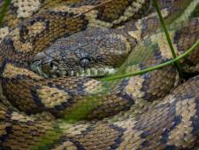Il écope d'une amende après avoir surfé avec son python autour du cou en Australie