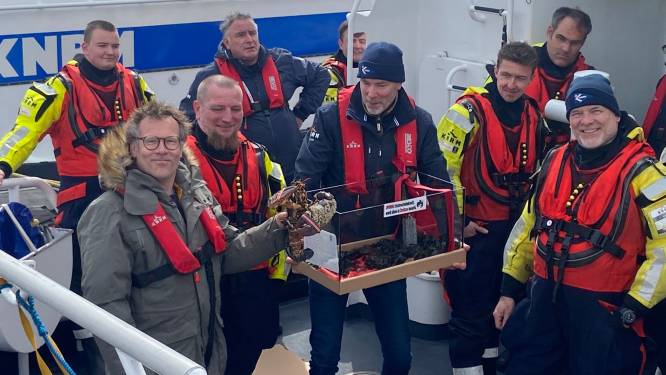 Eerste Oosterscheldekreeft op alternatief feestje aan wal gebracht. ‘Leve Zierikzee!’
