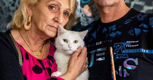 Woede en ongeloof om mishandelde kat Bello: ‘Er kwam een stok van 21,5 centimeter uit, en veel bloed’
