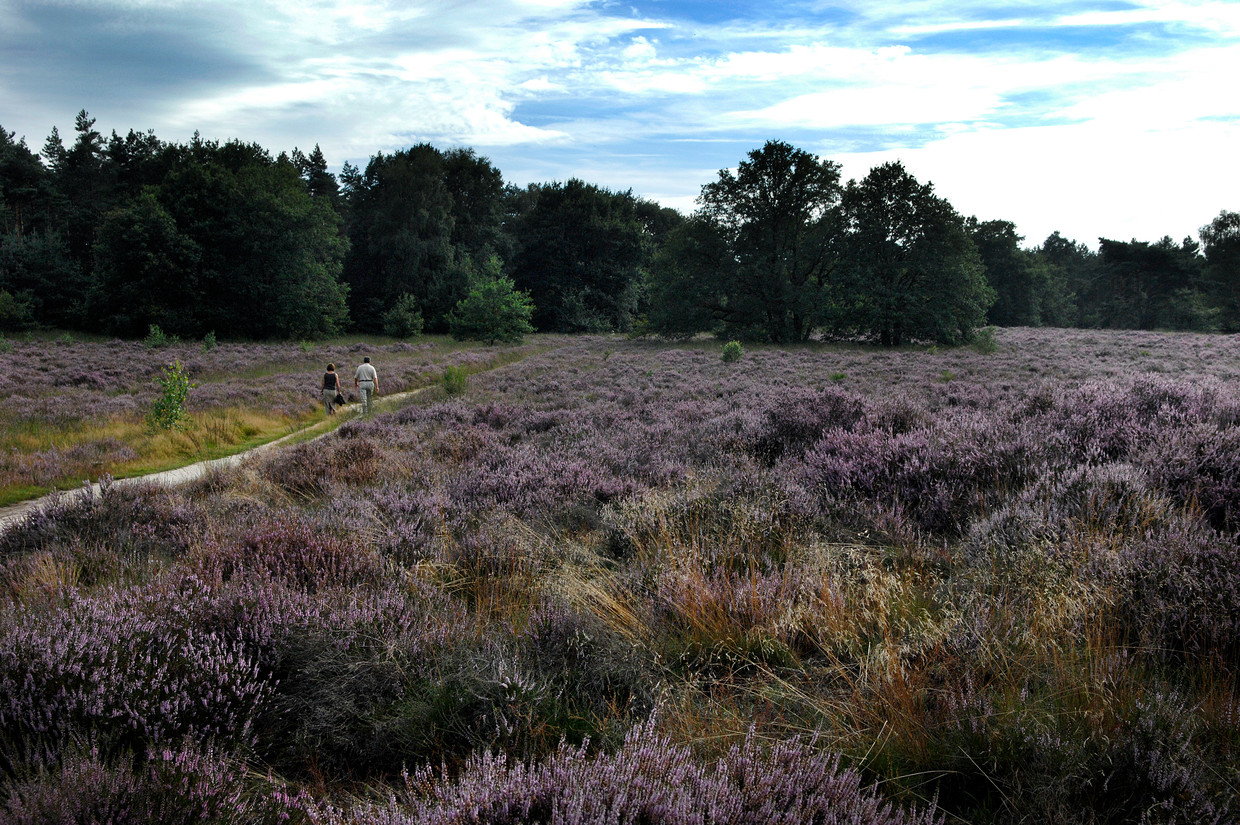 Recreatie in natuurgebied de Meinweg bij Ospel in Limburg.  Beeld Hollandse Hoogte /  ANP
