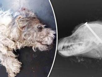 Gruwelijk: koppel ontdekt "zwaarste geval van dierenmishandeling ooit"