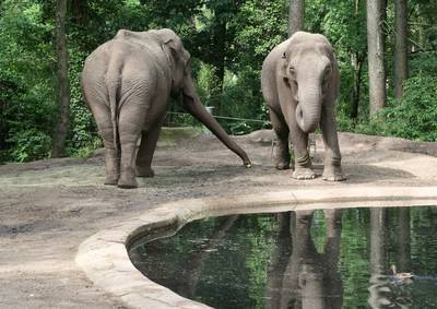 Goed nieuws: zieke olifant Rekka (52) uit Arnhem aan de beterende hand