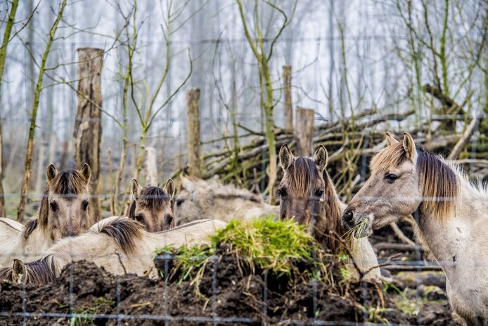 Hooi voor de dieren in natuurgebied de Oostvaardersplassen. Tijdens de wintermaanden was er te weinig voedsel beschikbaar waardoor duizenden dieren het einde van de winter niet hebben gehaald.