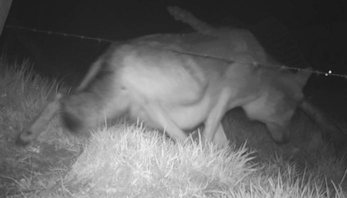 Op de videobeelden is het buikje van de wolvin goed zichtbaar.