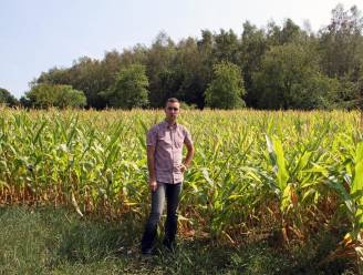 Tachtig procent maïs en witloof verloren door de hitte