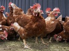 Vaccins tegen vogelgriep effectief: R-getal van 0 in eerste proef