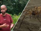 Spinnenexpert Sjef over de 'gevaarlijke' wolfspin