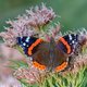 Waarom is 2021 zo’n apart jaar voor vlinders? ‘Vlinders hebben nectar nodig om bij te tanken’
