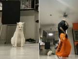 Miru post dansje op TikTok, maar het is kat Nuni die met de aandacht gaat lopen