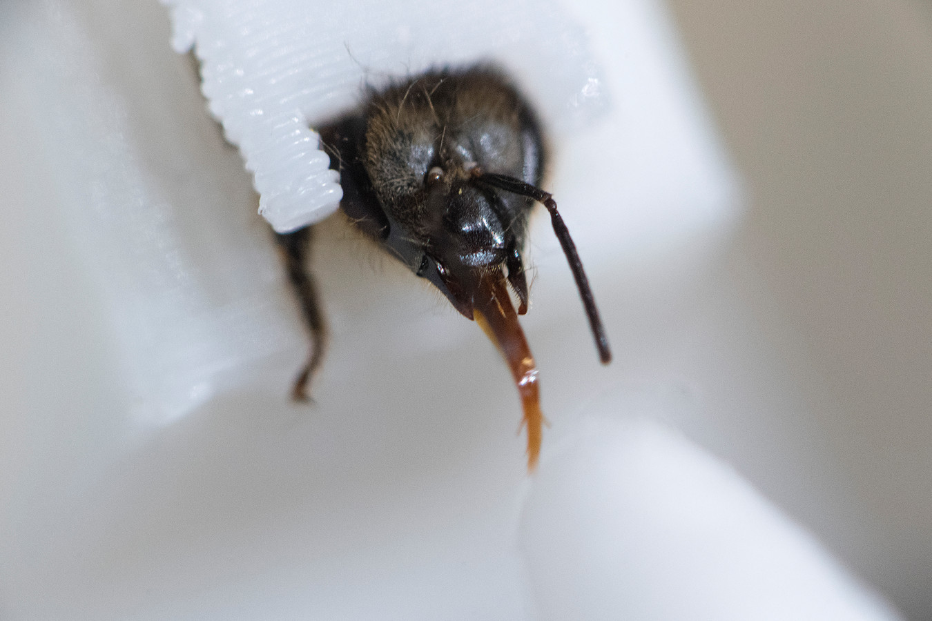 Deze honingbij steekt zijn tong uit wanneer je positief test; insect is ...