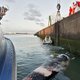 Weer walvis op voorkant van schip in haven Rotterdam