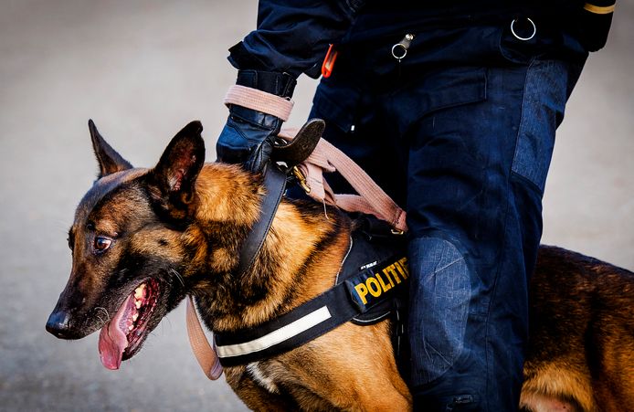 eenzaam Traditioneel groentje Politie bekijkt of er sprake is van dierenleed bij training politiehonden |  Binnenland | AD.nl