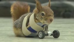 Maak kennis met Karamel: de eerste eekhoorn met prothese