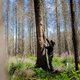 Nieuw onderzoek: steeds minder sparren en dennen door klimaatverandering