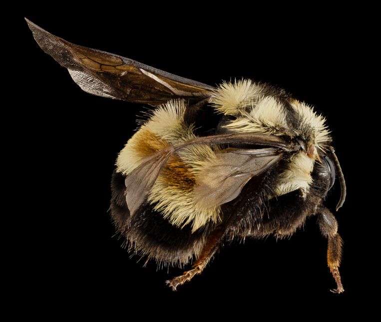  De Bombus affinis of ‘roestvlekhommel’ staat sinds begin 2017 op de lijst van beschermde diersoorten in de VS. Beeld rv Sam Droege - USGS Bee Inventory and Monitoring Lab