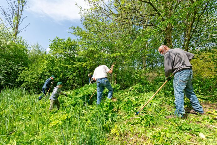 In Lelystad beginnen vrijwilligers al vroeg in het groeiseizoen met schoffelen en wortels verwijderen van de reuzenberenklauw.