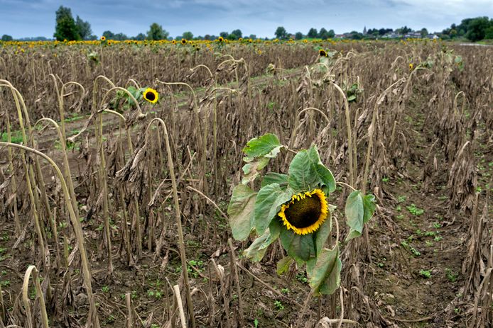 Een enkele zonnebloem staat nog overeind op een stuk landbouwgrond aan de Maasdijk tussen Ammerzoden en Well.
