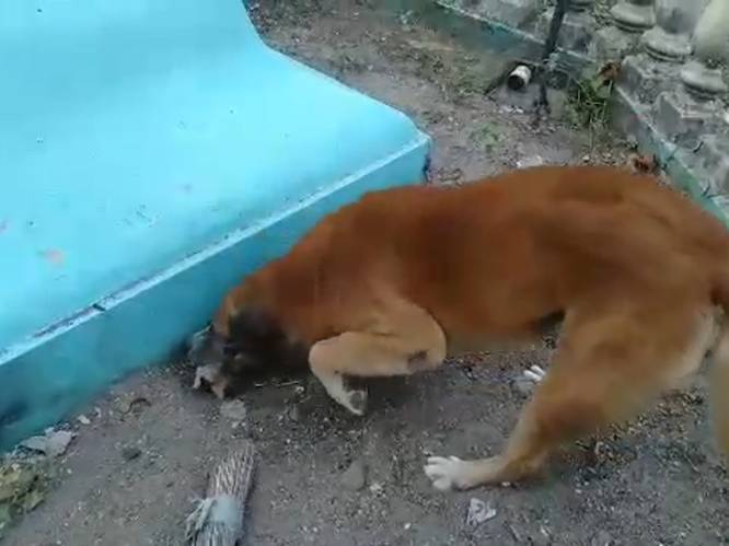 Ontroerend: hond begraaft achtergelaten kitten in tuin