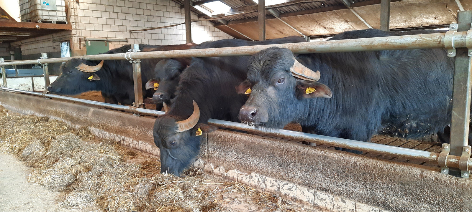 Waterbuffels in de stal van Van den Hurk. Het hek is aangepast en heeft nauwelijks verticale stangen, omdat de dieren daar met hun typische horens achter kunnen blijven hangen.