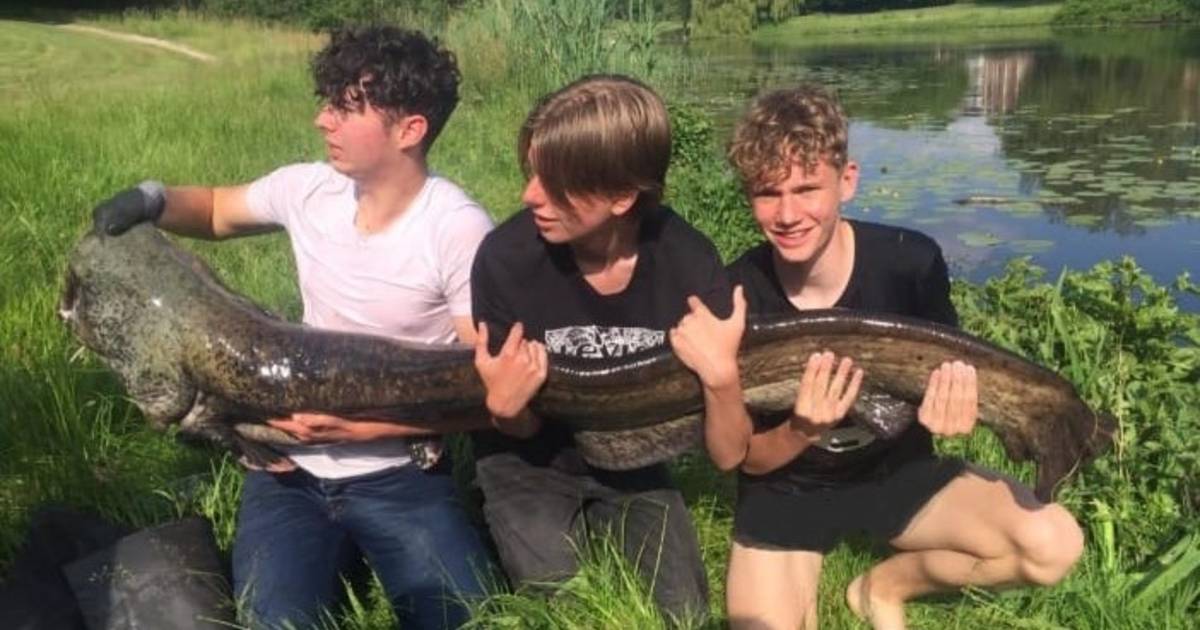 Tristan (16) vangt monstermeerval in Deventer wijk Zandweerd: ‘Hij sleurde mij bijna het water in’
