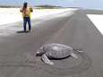 Bedreigde zeeschildpad moet eitjes achterlaten op landingsbaan die gebouwd werd over broedplaats<br>