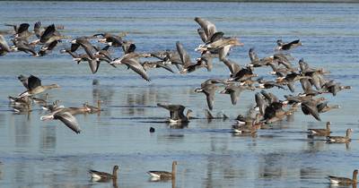 Op zoek naar ‘wintergasten’ in De Groote Peel