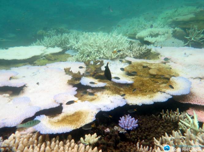 Koralen van Groot Barrièrerif die ‘verbleking’ overleven zijn resistenter
