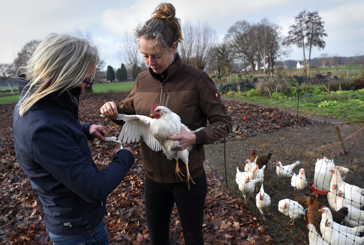 Van een kip die over de afrastering fladderde worden de vleugels geknipt. Beeld Marcel van den Bergh / de Volkskrant