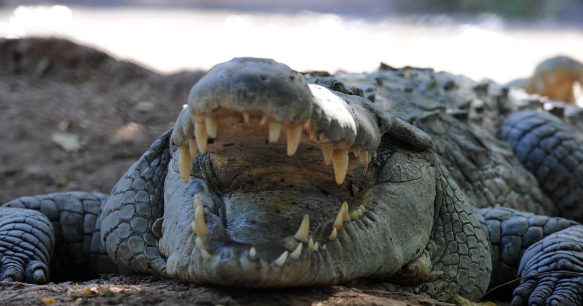 Une Fillette De Deux Ans Tuee Par Des Crocodiles Au Cambodge Monde 7sur7 Be