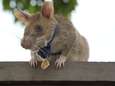 ‘Belgische’ mijnensnuffelende rat krijgt gouden medaille voor dierlijke dapperheid en moed