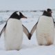 Love is in the air: pinguïn Winny versiert een afspraakje via datingsite