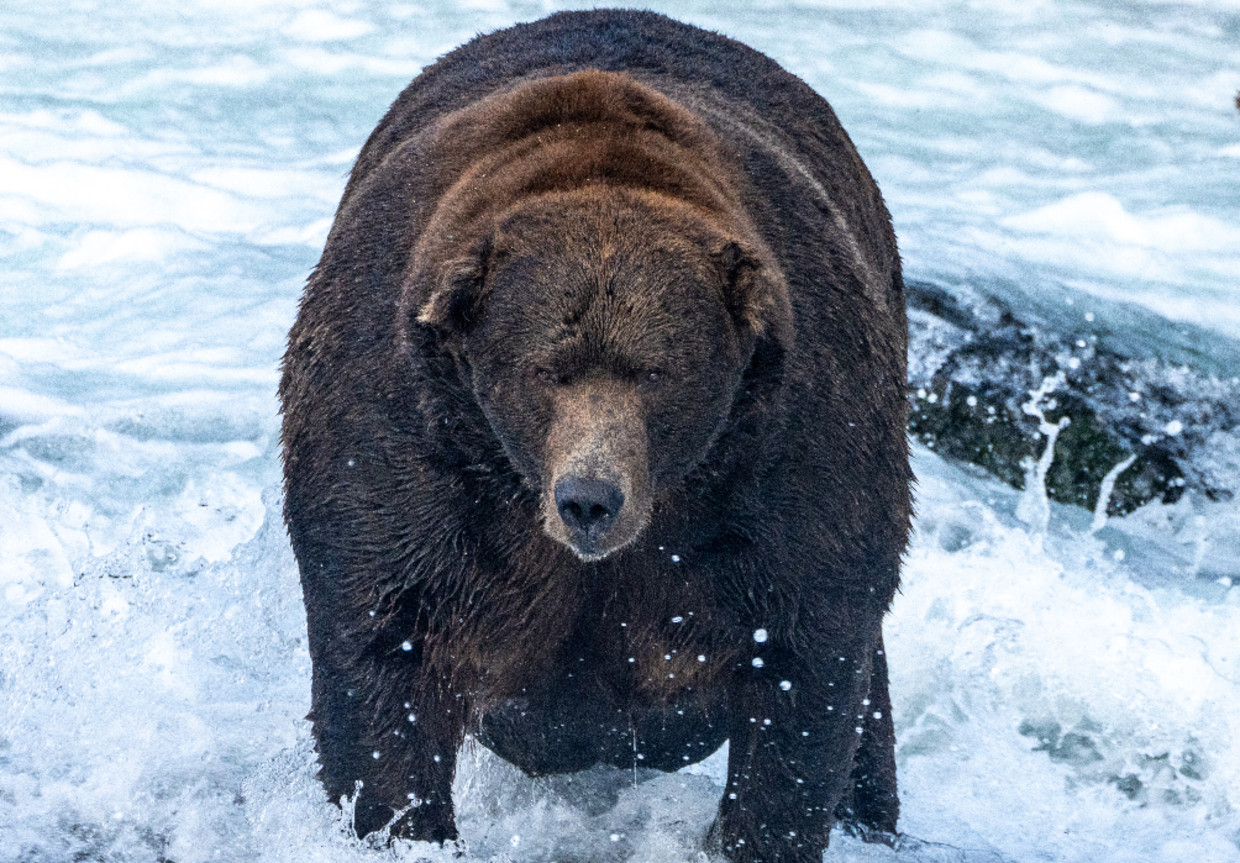 Beer 747, de winnaar van 'Fat Bear Week' in 2022. Beeld Lian Law / Katmai National Park & Preserve