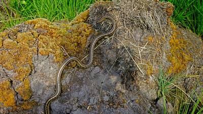 Waar slang Truus is, weten ze op dit landgoed soms niet: ‘Als ze in het gras zit, zie je niets’