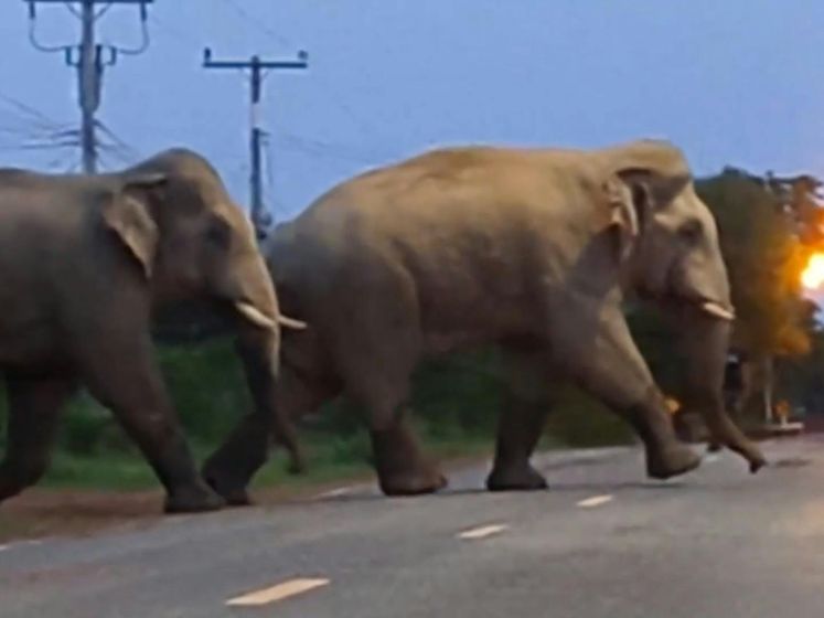 Dappere hond jaagt twee olifanten weg in Thailand